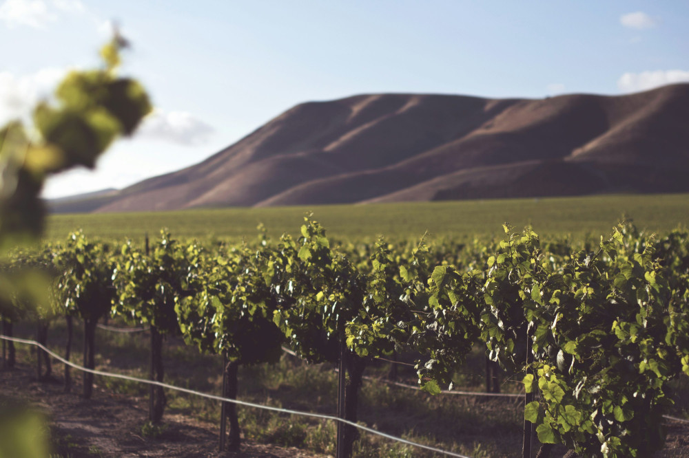 Jeg elsker mousserende vin: Hemmeligheder, der vil overraske!