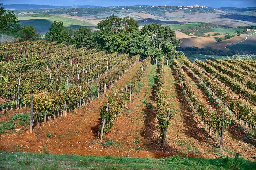 Oplev hemmelighederne bag Cold Hand Winery - En rejse!