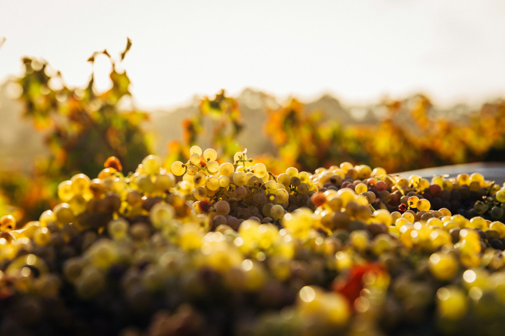 Tag med til Beaujolais: En rejse gennem vinens galakse