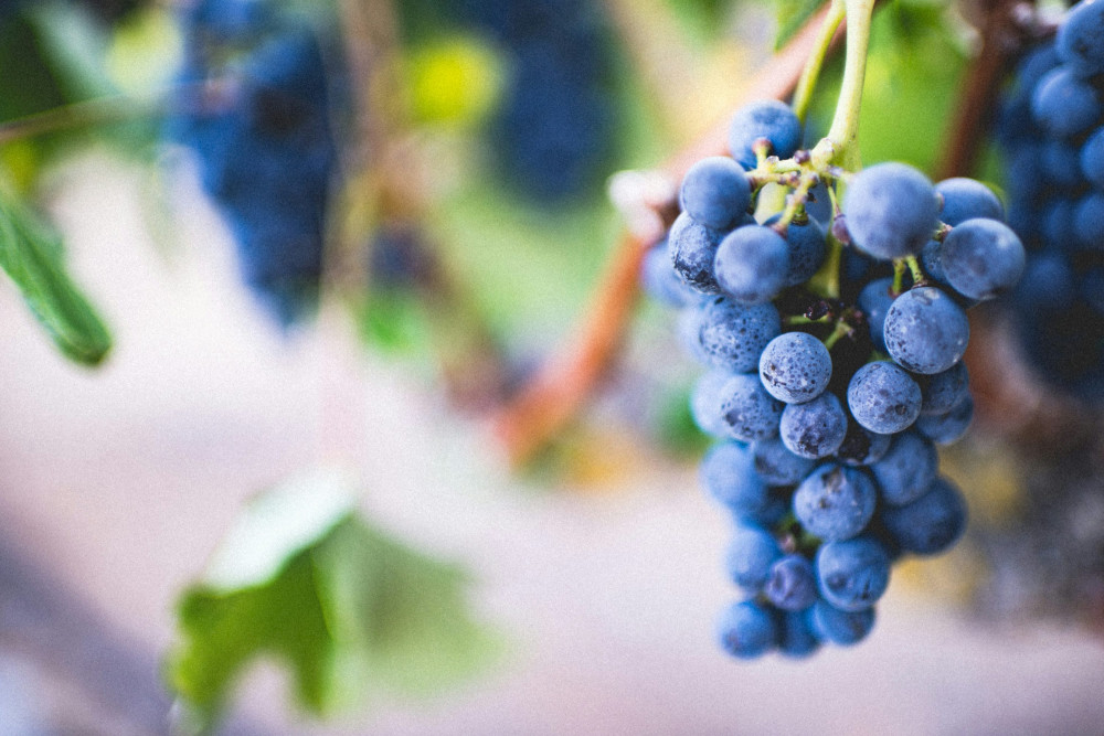 Uovertruffen oplevelse: Opdag Gevrey Chambertin